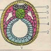Двухслойный зародыш. Нейрула зародышевые листки. Зародышевые листки без подписи. Строение нейрулы рисунок с подписями. Зародышевые листки рисунок без подписей.