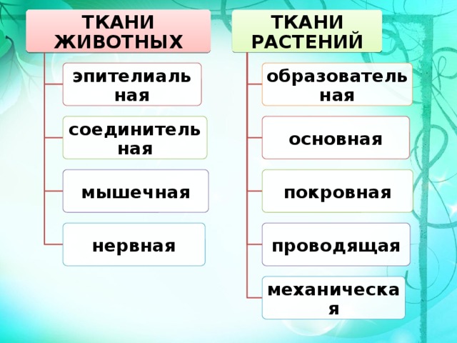 ТКАНИ ЖИВОТНЫХ ТКАНИ РАСТЕНИЙ образовательная эпителиальная основная соединительная мышечная покровная нервная проводящая механическая