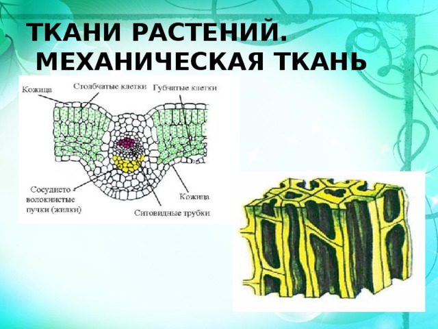 Строение механической ткани