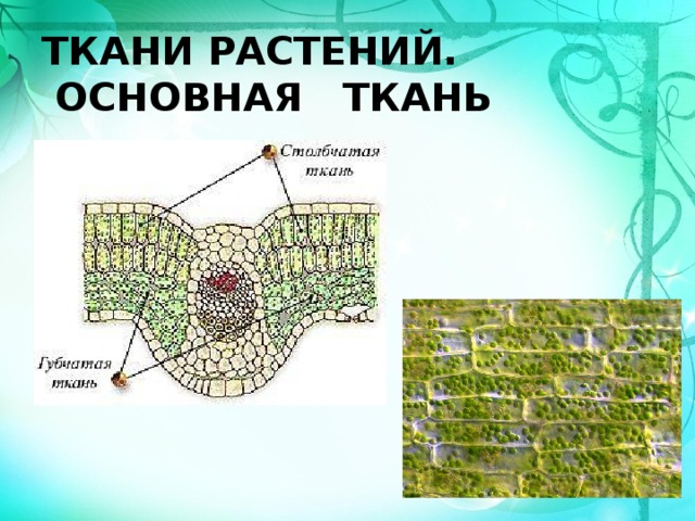 Функции основной ткани растений. Основные ткани 5 класс биология. Основная ткань биология 5 класс. Где находятся основные ткани. Основные ткани 5 класс.