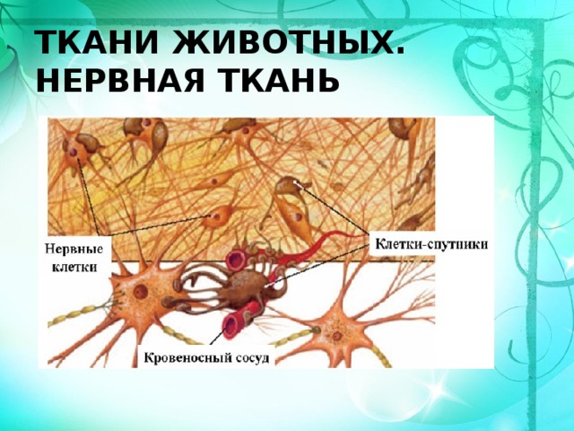 Биология 5 животные ткани