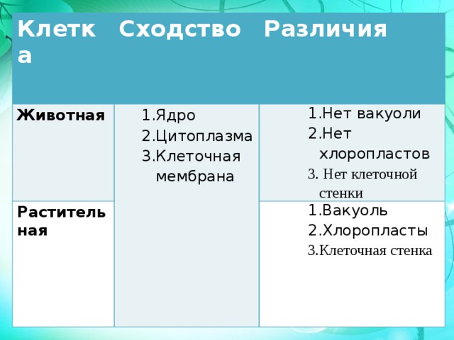 Клетка Сходство Животная Ядро Цитоплазма Клеточная мембрана Ядро Цитоплазма Клеточная мембрана Растительная Различия 1.Нет вакуоли 2.Нет хлоропластов Вакуоль Хлоропласты Клеточная стенка Вакуоль Хлоропласты Клеточная стенка Вакуоль Хлоропласты Клеточная стенка 3. Нет клеточной стенки