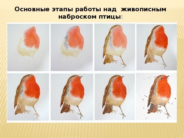 Основные этапы работы над живописным наброском птицы : 