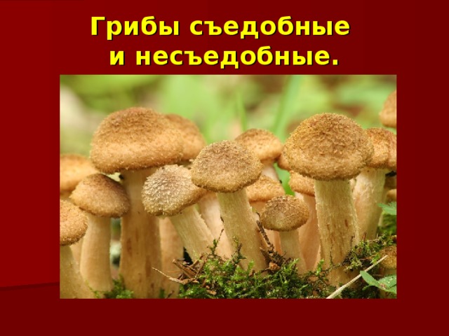 Грибы съедобные  и несъедобные. 