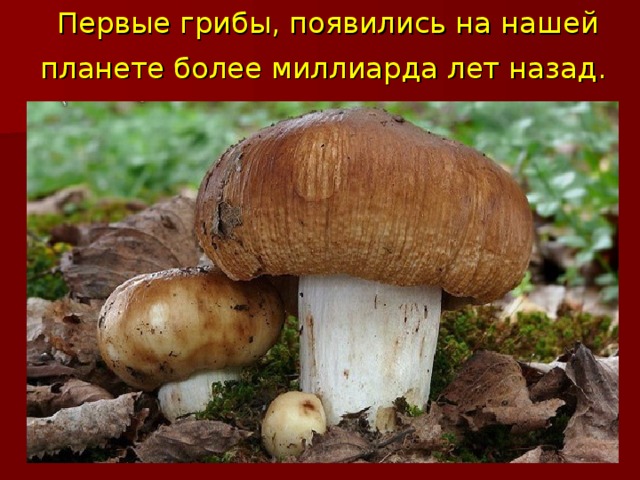 Первые грибы, появились на нашей планете более миллиарда лет назад.   