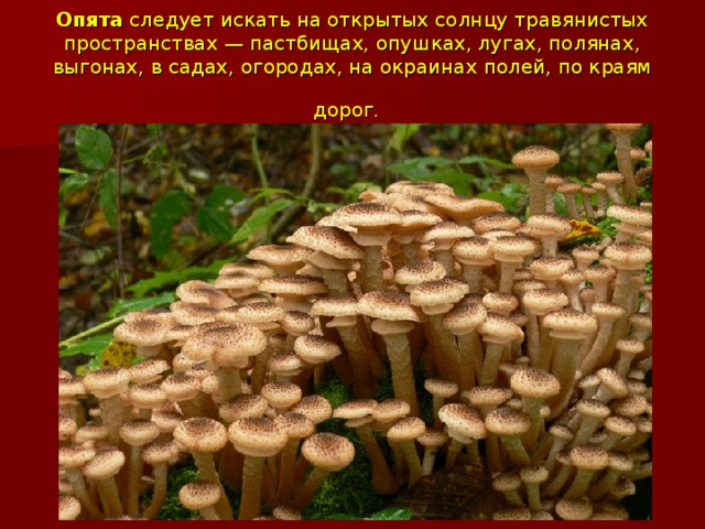 Опята следует искать на открытых солнцу травянистых пространствах — пастбищах, опушках, лугах, полянах, выгонах, в садах, огородах, на окраинах полей, по краям дорог.  