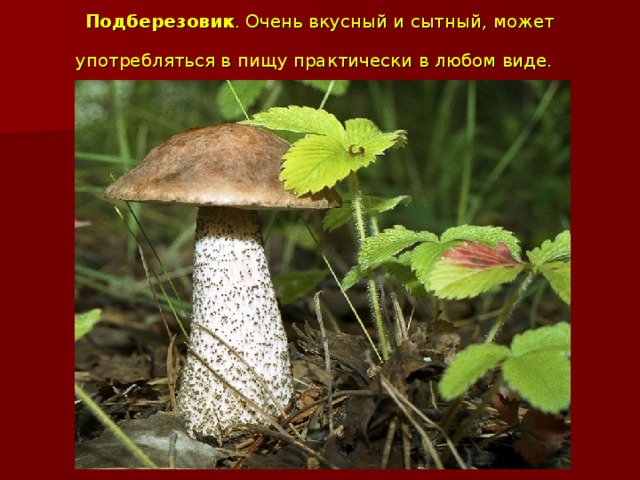 Подберезовик . Очень вкусный и сытный, может употребляться в пищу практически в любом виде.  