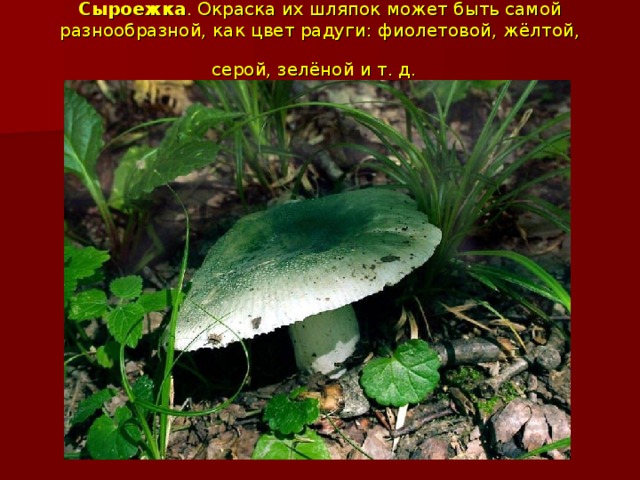 Сыроежка . Окраска их шляпок может быть самой разнообразной, как цвет радуги: фиолетовой, жёлтой, серой, зелёной и т. д.  