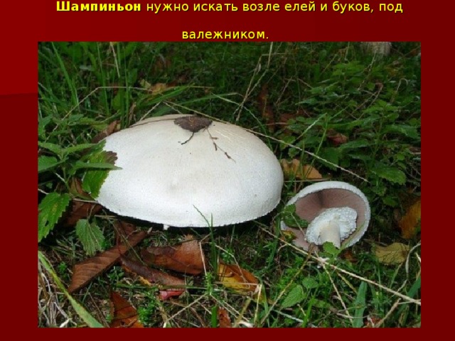 Шампиньон нужно искать возле елей и буков, под валежником.  