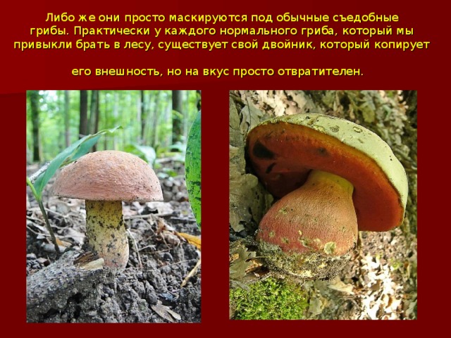 Либо же они просто маскируются под обычные съедобные грибы.   Практически у каждого нормального гриба, который мы привыкли брать в лесу, существует свой двойник, который копирует его внешность, но на вкус просто отвратителен.  