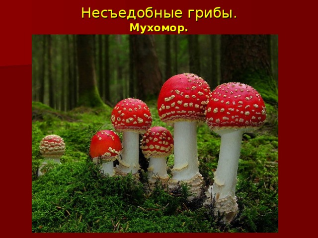 Несъедобные грибы.  Мухомор. 