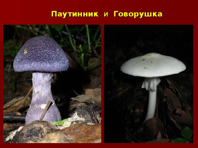          Паутинник   и   Говорушка  