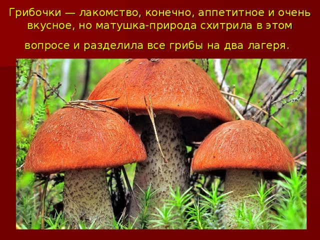 Грибочки — лакомство, конечно, аппетитное и очень вкусное, но матушка-природа схитрила в этом вопросе и разделила все грибы на два лагеря.  