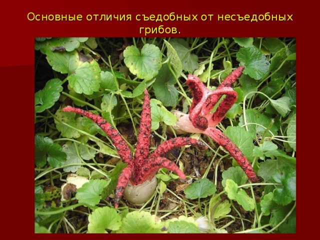 Основные отличия съедобных от несъедобных грибов. 