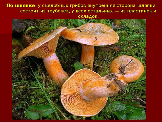 По шляпке : у съедобных грибов внутренняя сторона шляпки состоит из трубочек, у всех остальных — из пластинок и складок.   