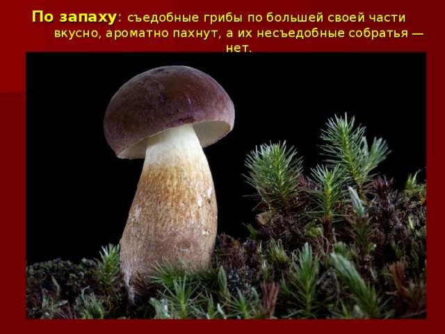 По запаху : съедобные грибы по большей своей части вкусно, ароматно пахнут, а их несъедобные собратья — нет.   