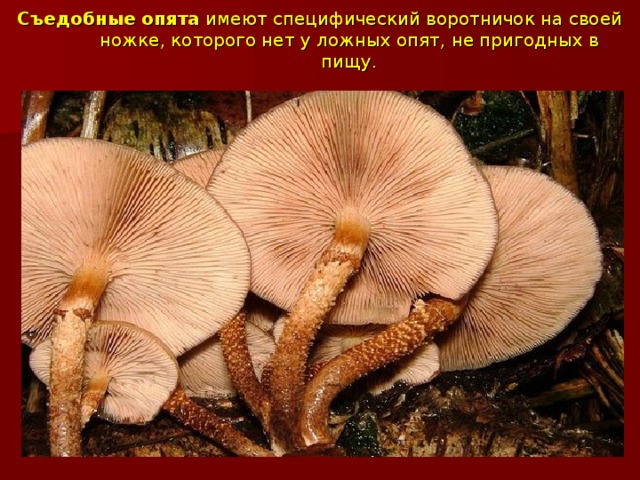 Съедобные опята  имеют специфический воротничок на своей ножке, которого нет у ложных опят, не пригодных в пищу.   