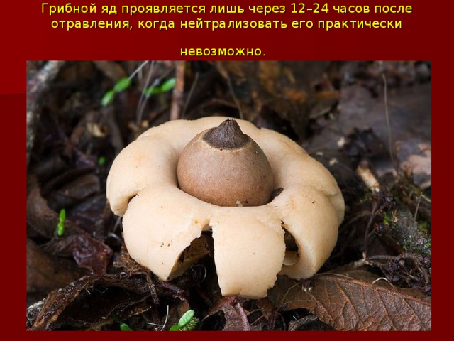 Грибной яд проявляется лишь через 12–24 часов после отравления, когда нейтрализовать его практически невозможно.  