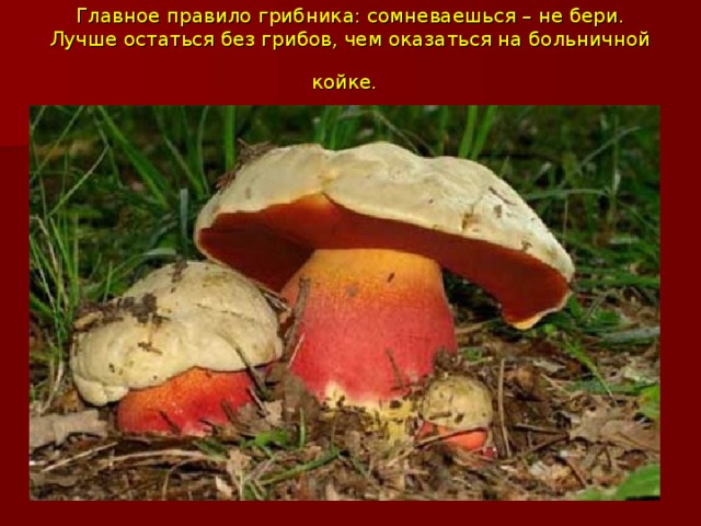 Главное правило грибника: сомневаешься – не бери. Лучше остаться без грибов, чем оказаться на больничной койке.  