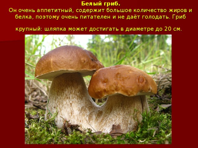 Белый гриб.  Он очень аппетитный, содержит большое количество жиров и белка, поэтому очень питателен и не даёт голодать. Гриб крупный: шляпка может достигать в диаметре до 20 см.  