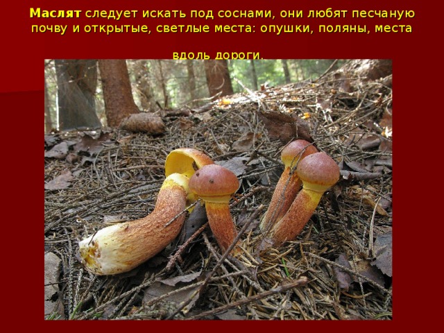 Маслят следует искать под соснами, они любят песчаную почву и открытые, светлые места: опушки, поляны, места вдоль дороги.  