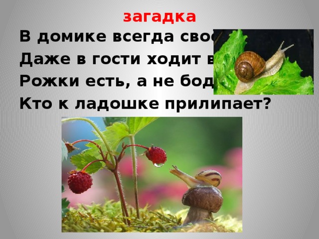 загадка В домике всегда своём, Даже в гости ходит в нём… Рожки есть, а не бодает, Кто к ладошке прилипает? 