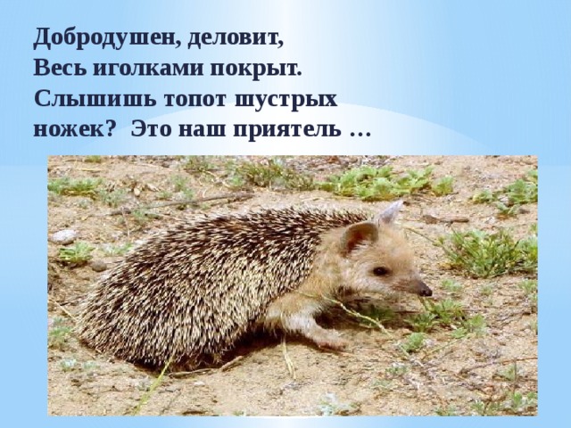Добродушен, деловит,  Весь иголками покрыт.  Слышишь топот шустрых  ножек? Это наш приятель … 