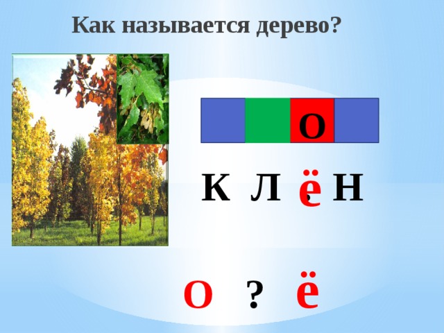 Как называется дерево? О ё К Л . Н О ? ё 