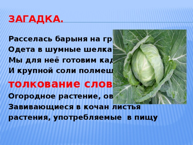 Загадка. Расселась барыня на грядке. Одета в шумные шелка. Мы для неё готовим кадки И крупной соли полмешка. толкование слова Огородное растение, овощ . Завивающиеся в кочан листья растения, употребляемые в пищу 