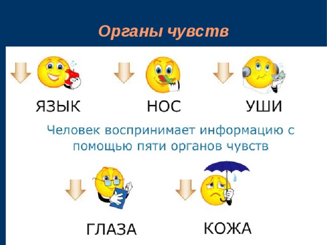 Органы чувств 