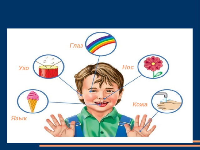Глаз Нос Ухо Кожа Язык 