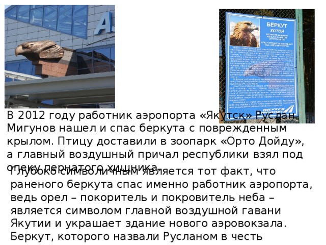 В 2012 году работник аэропорта «Якутск» Руслан Мигунов нашел и спас беркута с поврежденным крылом. Птицу доставили в зоопарк «Орто Дойду», а главный воздушный причал республики взял под опеку пернатого хищника. Глубоко символичным является тот факт, что раненого беркута спас именно работник аэропорта, ведь орел – покоритель и покровитель неба – является символом главной воздушной гавани Якутии и украшает здание нового аэровокзала. Беркут, которого назвали Русланом в честь спасителя, стал живым талисманом предприятия . 