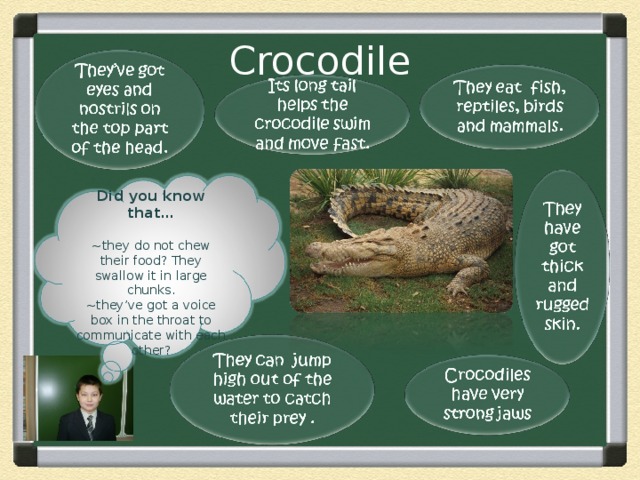 Игра крокодил на английском. Crocodile перевод. Описание крокодила на английском. Предложения для крокодила. Crocodile транскрипция.