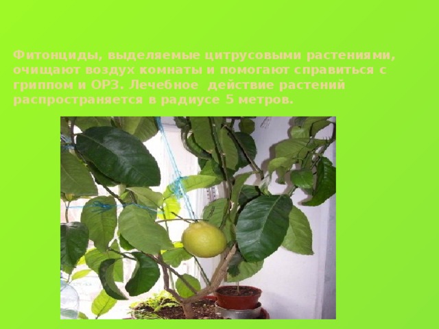Фитонциды, выделяемые цитрусовыми растениями, очищают воздух комнаты и помогают справиться с гриппом и ОРЗ. Лечебное действие растений распространяется в радиусе 5 метров.