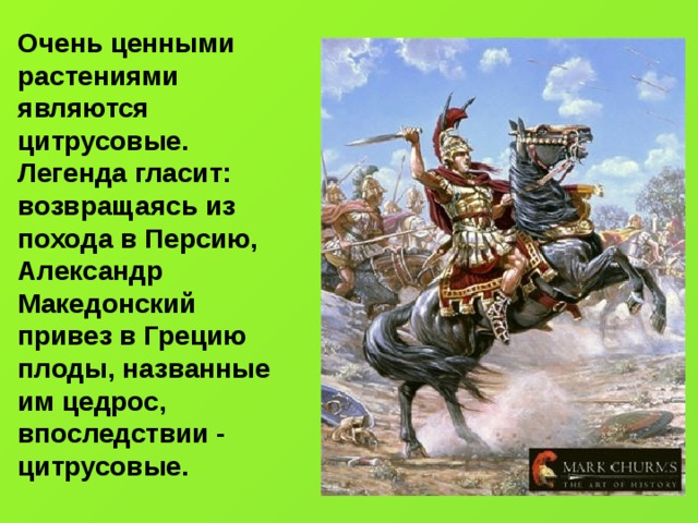 Очень ценными растениями являются цитрусовые. Легенда гласит: возвращаясь из похода в Персию, Александр Македонский привез в Грецию плоды, названные им цедрос, впоследствии - цитрусовые.