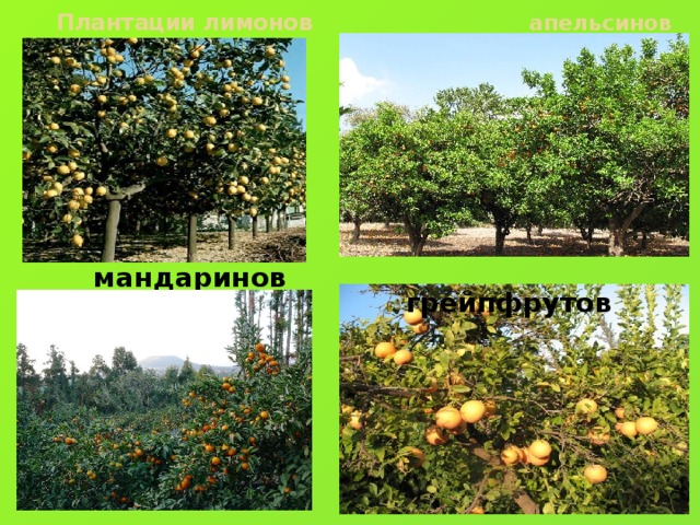 Плантации лимонов  апельсинов  грейпфрутов  мандаринов