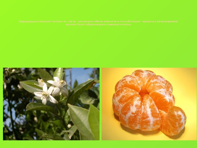 Мандарины очищают легкие от слизи, улучшают обмен веществ и способствуют процессу пищеварения, препятствует образованию раковых клеток.