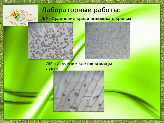 Лабораторная работа изучение клеток растений