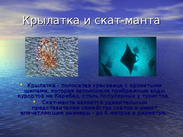 Крылатка и скат-манта