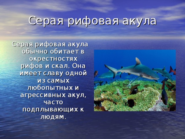 Серая рифовая акула Серая рифовая акула обычно обитает в окрестностях рифов и скал. Она имеет славу одной из самых любопытных и агрессивных акул, часто подплывающих к людям.