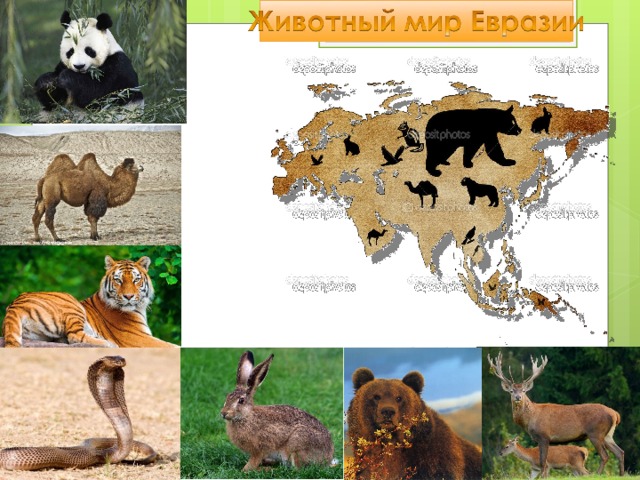 Разнообразие природы евразии. Животный мир Евразии. Животные для Евы. Животные материка Евразия. Обитатели Евразии для детей.