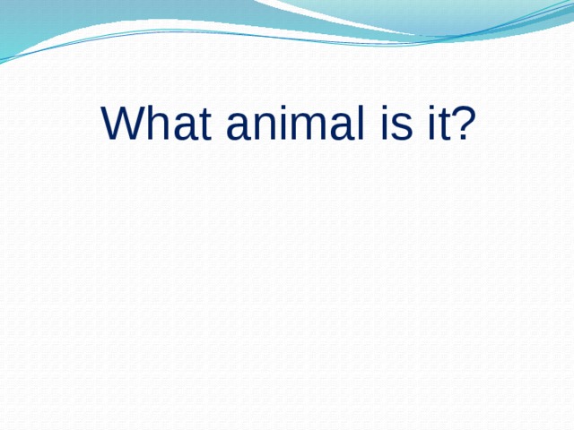 What animal is it?