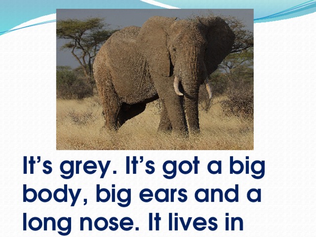 It’s grey. It’s got a big body, big ears and a long nose. It lives in Africa.