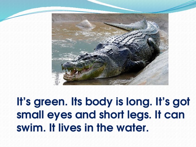 It’s green. Its body is long. It’s got small eyes and short legs. It can swim. It lives in the water.