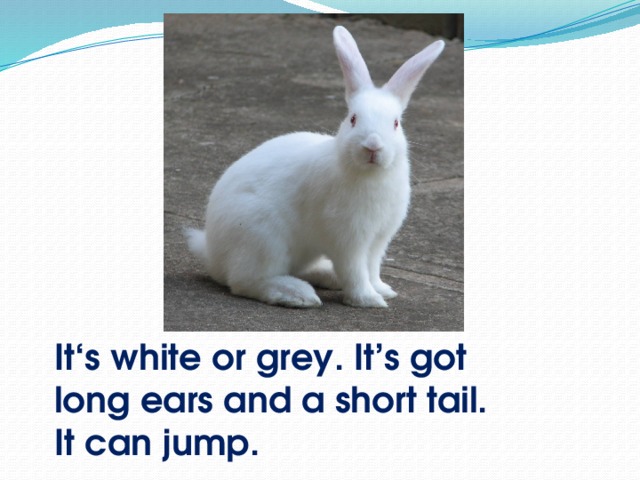 It‘s white or grey. It’s got long ears and a short tail. It can jump.