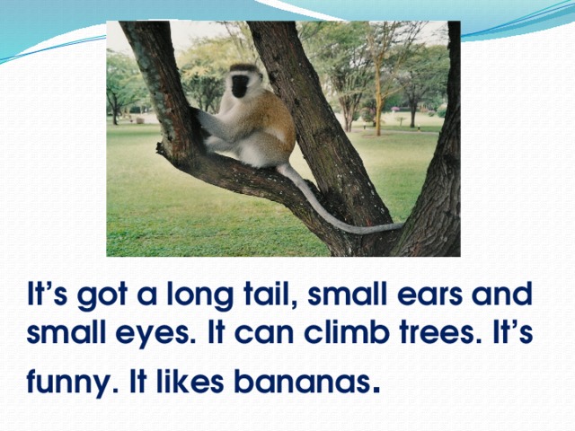 It’s got a long tail, small ears and small eyes. It can climb trees. It’s funny. It likes bananas .