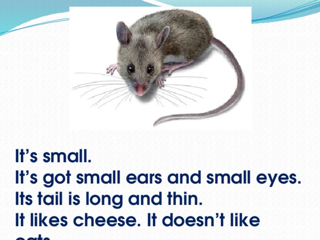 It’s small. It’s got small ears and small eyes. Its tail is long and thin. It likes cheese. It doesn’t like cats.