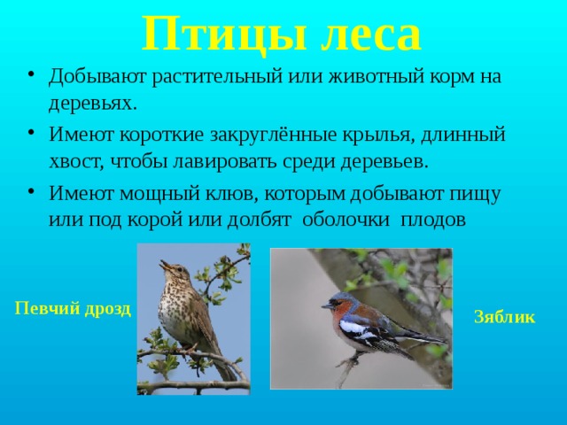 Образ жизни птиц леса. Птицы леса характеристика. Птицы в лесу описанием для детей. Птицы леса приспособления. Представители лесных птиц.