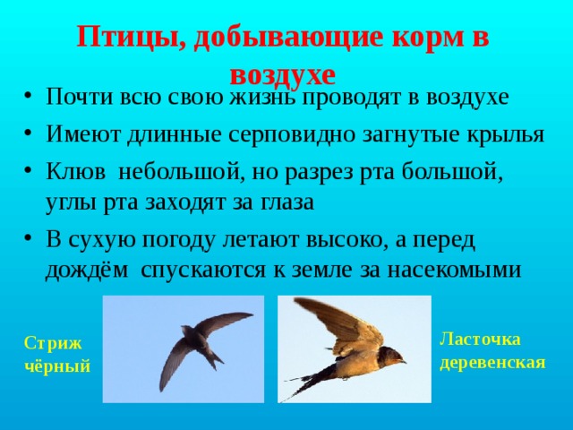 Птицы, добывающие корм в воздухе Почти всю свою жизнь проводят в воздухе Имеют длинные серповидно загнутые крылья Клюв небольшой, но разрез рта большой, углы рта заходят за глаза В сухую погоду летают высоко, а перед дождём спускаются к земле за насекомыми    Ласточка деревенская Стриж чёрный 