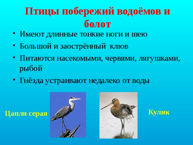 Птицы побережий водоёмов и болот Имеют длинные тонкие ноги и шею Большой и заострённый клюв Питаются насекомыми, червями, лягушками, рыбой Гнёзда устраивают недалеко от воды   Кулик Цапля серая 